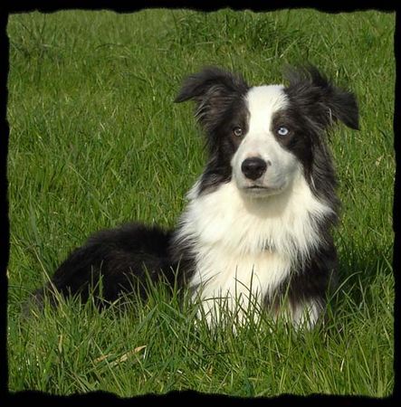Australian Shepherd Hunde Foto 38317 in höherer Auflösung ansehen Australian Shepherd Aussie Merlin...unser schöner!
