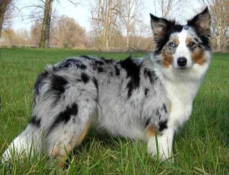 Australian Shepherd Hunde Foto 38314 in höherer Auflösung ansehen Australian Shepherd Aussie Hündin Luna / blue merle w-c