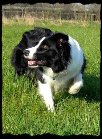 Australian Shepherd Jinda im Schleichgang...