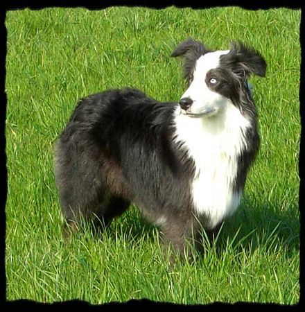 Australian Shepherd Hunde Foto 38319 in höherer Auflösung ansehen Australian Shepherd Unser Merlin....7 Mon. alt.