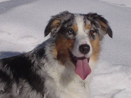 Australian Shepherd Hunde Foto 35620 Australian Shepherd Shayenne im Schnee