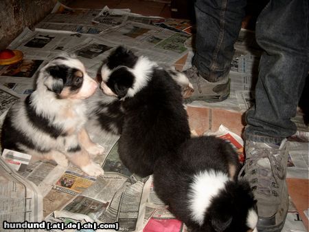 Australian Shepherd Hunde Foto 2861 Australian Shepherd Wie riechst Du denn?