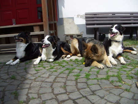 Australian Shepherd Hunde Foto 32297 Australian Shepherd Unser Shepherd Baxter(rechts)mit Freundin,Bruder und Tante