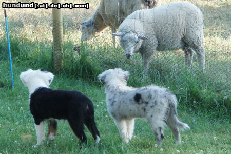Australian Shepherd Hunde Foto 44735 in höherer Auflösung ansehen Australian Shepherd Schafe ?!?