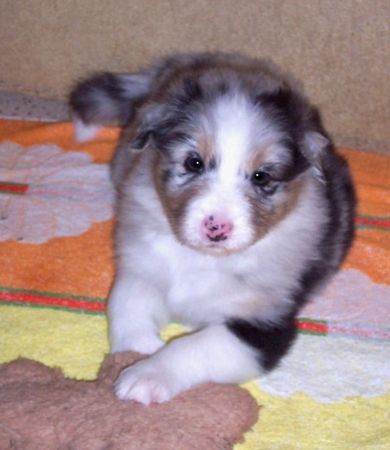 Australian Shepherd Hunde Foto 38092 in höherer Auflösung ansehen Australian Shepherd Darling's Scout, 4 Wochen alt