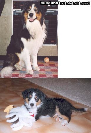 Australian Shepherd Hunde Foto 10557 Australian Shepherd Mein Nick.....
