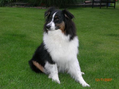 Australian Shepherd Hunde Foto 39446 Australian Shepherd Guardian Angel´s Shakira