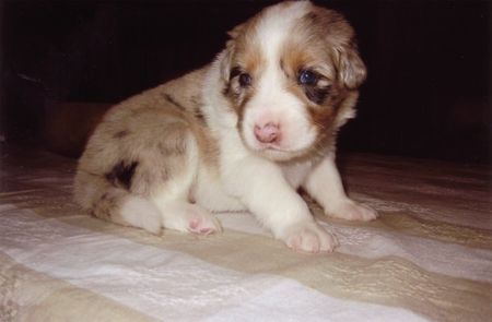 Australian Shepherd Hunde Foto 29138 in höherer Auflösung ansehen Australian Shepherd 3 Wochen und schon soooo süß!!!