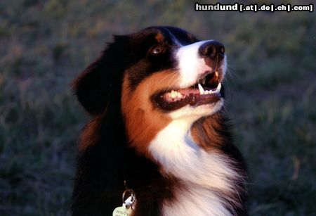 Australian Shepherd Hunde Foto 20206 Australian Shepherd Bin ich nicht schön? ..Leider manchmal schlimm!