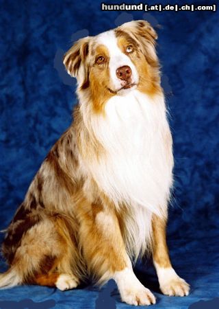 Australian Shepherd Hunde Foto 11001 Australian Shepherd Heartfire\'s Bugs Off beim Fotoshooting