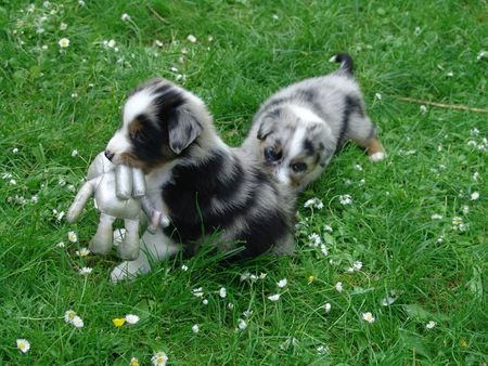 Australian Shepherd Hunde Foto 41938 Australian Shepherd Sydney und Wolle und der Außerirdische