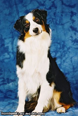 Australian Shepherd Hunde Foto 10998 Australian Shepherd Lollypop`s Sad-I-Ain`t
