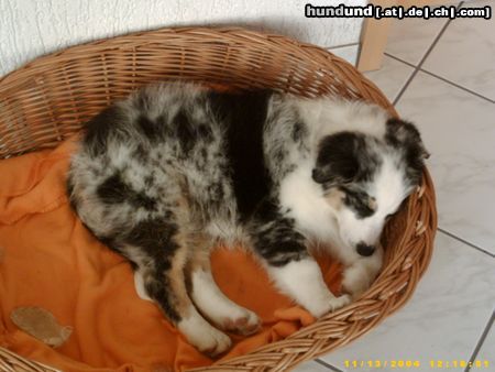 Australian Shepherd Hunde Foto 16255 Australian Shepherd