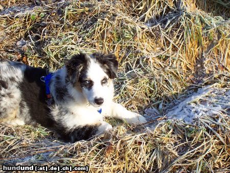 Australian Shepherd Hunde Foto 17685 Australian Shepherd Unser kleiner Teddy