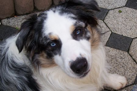 Australian Shepherd Hunde Foto 26826 in höherer Auflösung ansehen Australian Shepherd Hier bin ich wieder... Teddy