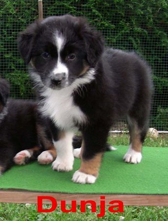 Australian Shepherd Hunde Foto 33388 in höherer Auflösung ansehen Australian Shepherd Dunja