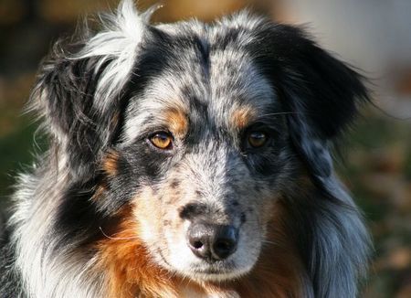 Australian Shepherd Hunde Foto 27126 in höherer Auflösung ansehen Australian Shepherd Tigger