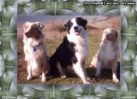 Australian Shepherd Hunde Foto 15867 in höherer Auflösung ansehen Australian Shepherd Aussi-Trio