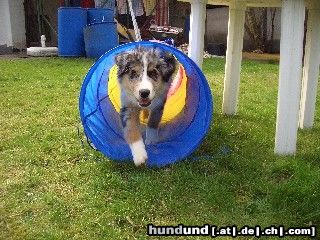 Australian Shepherd Hunde Foto 20826 in höherer Auflösung ansehen Australian Shepherd ...schon fast wie die Profies