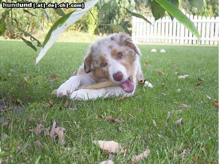Australian Shepherd Hunde Foto 24532 in höherer Auflösung ansehen Australian Shepherd Caja from blackboycountry