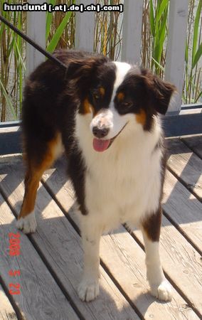 Australian Shepherd Hunde Foto 44407 Australian Shepherd Freelance´s Dreamgirl Finja