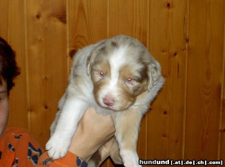 Australian Shepherd Vaykira du Coral Twivro (22 Tage alt)