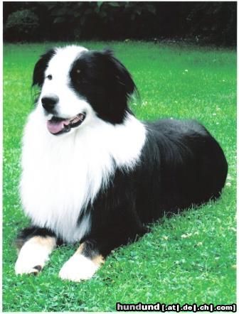 Australian Shepherd Hunde Foto 24348 Australian Shepherd Was mache ich jetzt
