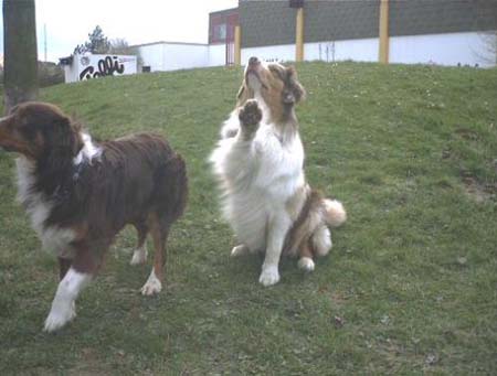 Australian Shepherd Hunde Foto 499 Australian Shepherd Merlin