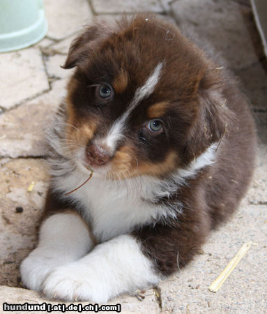 Australian Shepherd Darling's Yella - Bin ich nicht schön?