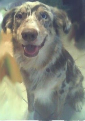 Australian Shepherd Hunde Foto 26889 Australian Shepherd Ich bin der Wyatt von Amerika