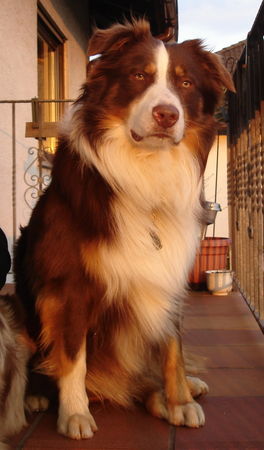 Australian Shepherd Hunde Foto 31356 in höherer Auflösung ansehen Australian Shepherd Yukon vom Schöllkopf