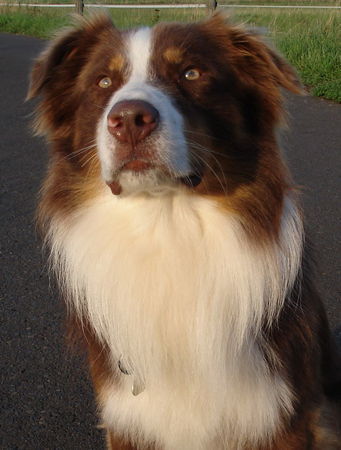 Australian Shepherd Hunde Foto 33843 in höherer Auflösung ansehen Australian Shepherd Yukon...her mit den Mädels ;-)