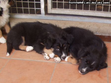 Australian Shepherd Hunde Foto 11415 Australian Shepherd Das ist unser kleiner Chicco mit seinem Zwillingsbruder