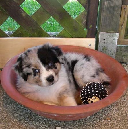 Australian Shepherd Hunde Foto 33372 in höherer Auflösung ansehen Australian Shepherd Billabong