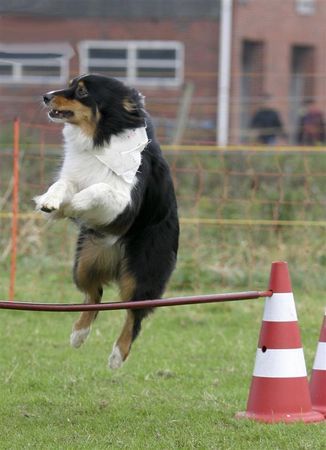 Australian Shepherd Hunde Foto 40195 in höherer Auflösung ansehen Australian Shepherd