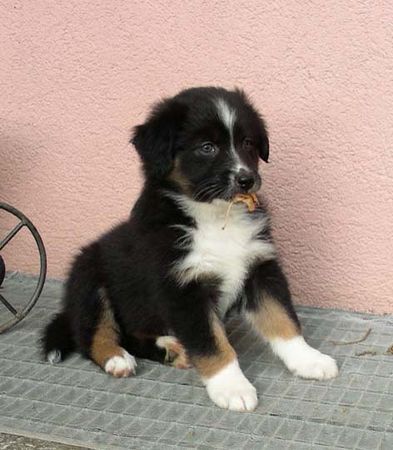 Australian Shepherd Hunde Foto 33387 in höherer Auflösung ansehen Australian Shepherd Delight