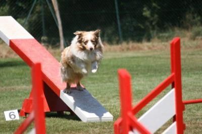 Australian Shepherd Hunde Foto 40551 in höherer Auflösung ansehen Australian Shepherd Mabye