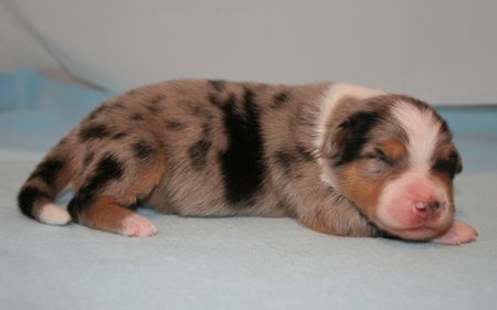 Australian Shepherd Hunde Foto 41547 in höherer Auflösung ansehen Australian Shepherd Creekvalley´s Aiyana 1 Woche alt