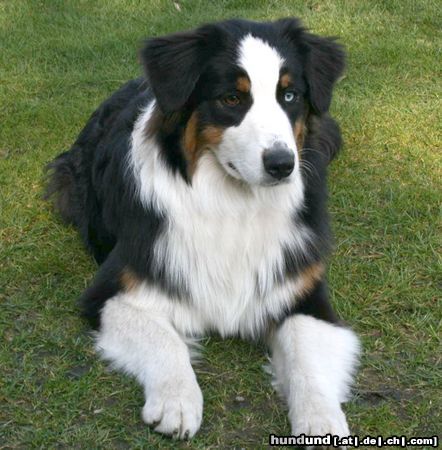 Australian Shepherd Hunde Foto 44025 in höherer Auflösung ansehen Australian Shepherd Meine Anne ;o)) -6 Monate alt-