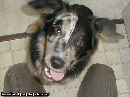 Australian Shepherd Hunde Foto 18481 in höherer Auflösung ansehen Australian Shepherd no comment :)