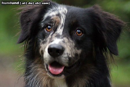 Australian Shepherd Hunde Foto 24975 in höherer Auflösung ansehen Australian Shepherd Aussie-Portrait