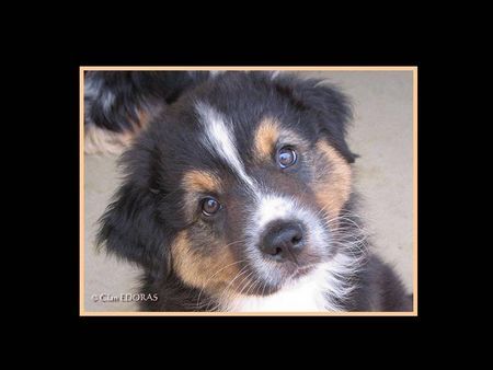 Australian Shepherd Hunde Foto 33459 in höherer Auflösung ansehen Australian Shepherd