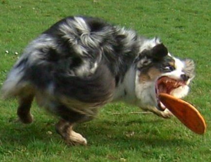 Australian Shepherd Hunde Foto 41599 in höherer Auflösung ansehen Australian Shepherd