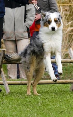 Australian Shepherd Hunde Foto 40291 in höherer Auflösung ansehen Australian Shepherd Hallo