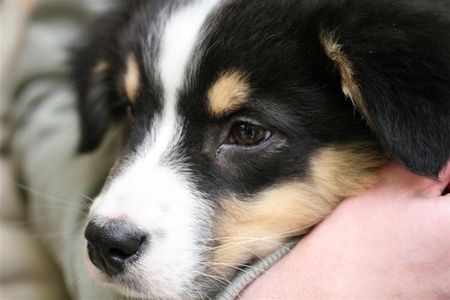 Australian Shepherd Hunde Foto 37492 in höherer Auflösung ansehen Australian Shepherd