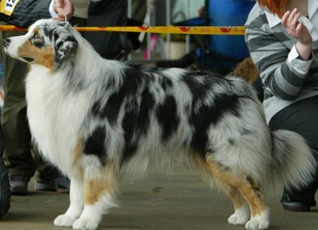 Australian Shepherd Hunde Foto 41763 in höherer Auflösung ansehen Australian Shepherd