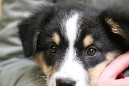 Australian Shepherd Hunde Foto 37494 in höherer Auflösung ansehen Australian Shepherd Welpe 9 Wochen