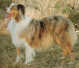 Australian Shepherd Hunde Foto 35 Australian Shepherd