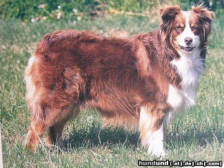 Australian Shepherd Hunde Foto 20871 in höherer Auflösung ansehen Australian Shepherd