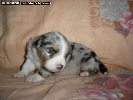 Australian Shepherd Hunde Foto 46679 in höherer Auflösung ansehen Australian Shepherd red Hot Dreamdate